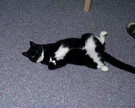 Blanding af racer Futte er her ikke mere !! billede 3