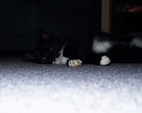 Blanding af racer Futte er her ikke mere !! billede 4