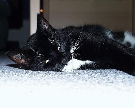 Blanding af racer Futte er her ikke mere !! billede 5