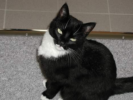 Blanding af racer Futte er her ikke mere !! billede 6