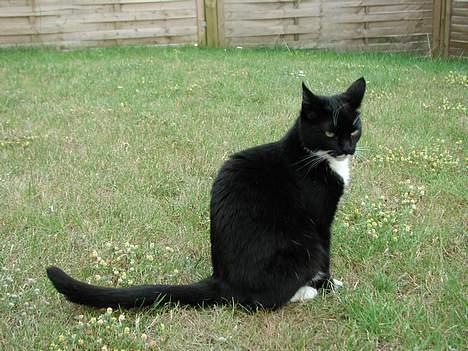 Blanding af racer Futte er her ikke mere !! billede 7