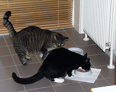 Blanding af racer Futte er her ikke mere !! billede 8