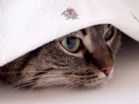 Blanding af racer Pjevs ( er desværre død) billede 2