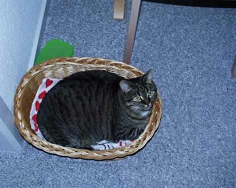 Blanding af racer Pjevs ( er desværre død) billede 3