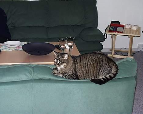 Blanding af racer Pjevs ( er desværre død) billede 4