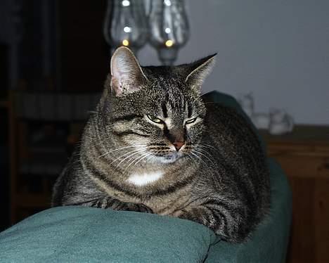 Blanding af racer Pjevs ( er desværre død) billede 5