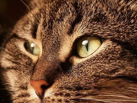 Blanding af racer Pjevs ( er desværre død) billede 6