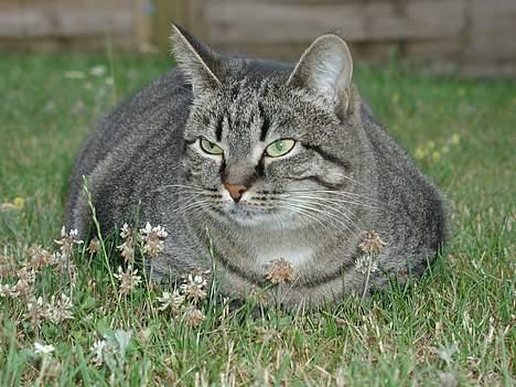 Blanding af racer Pjevs ( er desværre død) billede 7