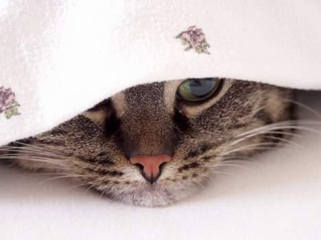 Blanding af racer Pjevs ( er desværre død) billede 8