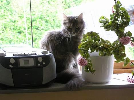 Norsk Skovkat Zimba  - Velkommen til den bornholmske bengalske tigers profil : Zimba ! billede 1