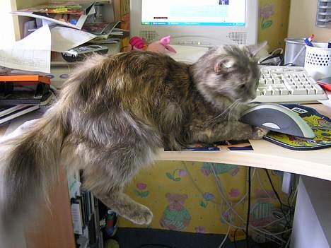 Norsk Skovkat Zimba  - Katten har officelt fanget computermusen  billede 2