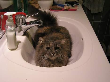 Norsk Skovkat Zimba  - Jaa . Hvad skal man sige?  billede 3