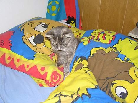 Norsk Skovkat Zimba  - træt Zimba ? billede 4