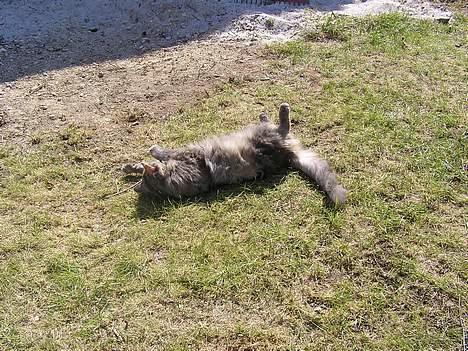 Norsk Skovkat Zimba  - Den dejlige sommer  billede 5