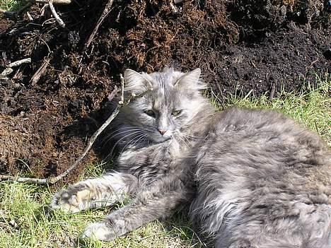 Norsk Skovkat Zimba  - Fandt du mig ?? ;P billede 6