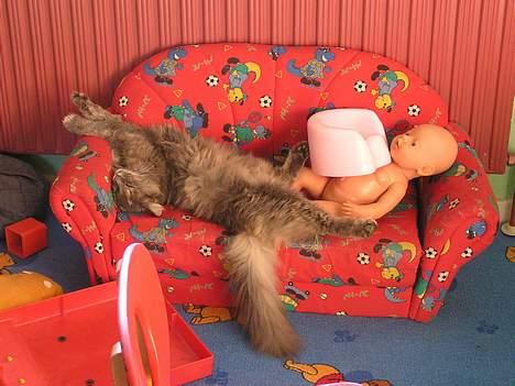 Norsk Skovkat Zimba  - MIN private sofa ;P billede 7