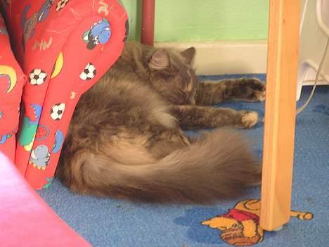 Norsk Skovkat Zimba  - En lur er der vel altid tid til ... billede 8