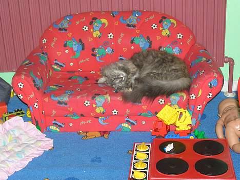 Norsk Skovkat Zimba  - Fylder jeg meget ?? =p billede 9