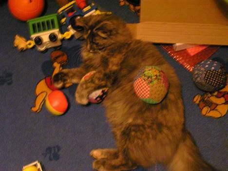 Norsk Skovkat Zimba  - Bolde og mig er lige sagen ;D billede 10