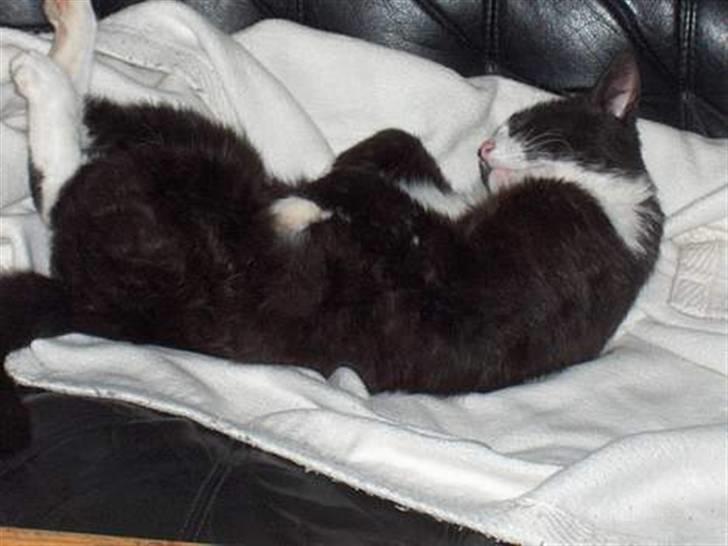 Huskat Lille Per Mussen - Lilleper mussen  billede 1