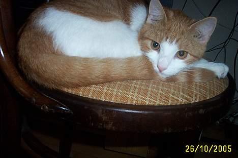 Blanding af racer Simba billede 15