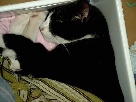 Huskat Lille Per Mussen - han faldt i søvn i en lille kasse ? billede 2