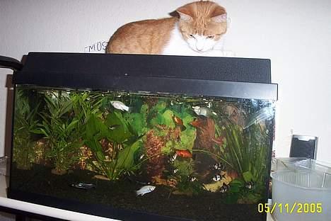 Blanding af racer Simba billede 16