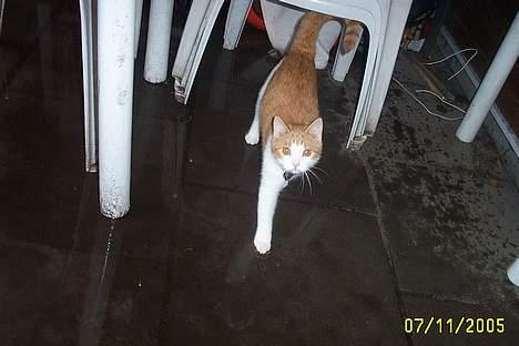 Blanding af racer Simba billede 17