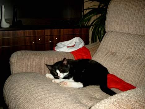 Huskat Lille Per Mussen - Lille per vandt kampen over Nissehuen , så blev han træt og for at den ikke skulle stikke af lage han sig på den (: billede 3