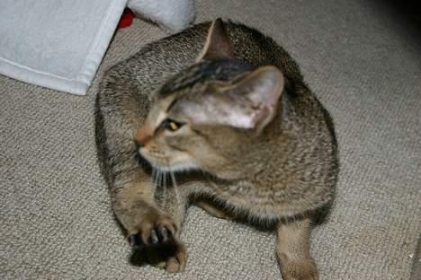 Abyssinier Lille mis - Guud hvor det kløøør.. billede 2