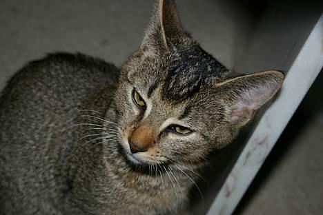 Abyssinier Lille mis - Miarv, her er jeg  :) billede 3