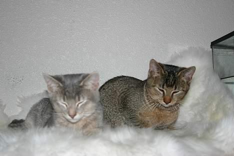 Abyssinier Lille mis - Mmm.. dejligt lamme skind.. billede 4