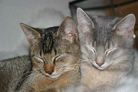 Abyssinier Lille mis - AHh.. dejligt med lidt rå hygge ;D billede 5