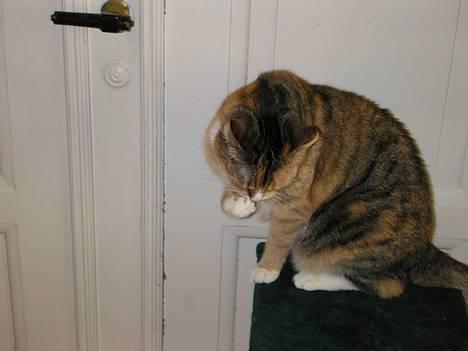 Blanding af racer Luna *Død* - Det klør... *NYT* billede 16