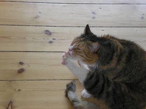 Blanding af racer Luna *Død* - Hvorfor skulle jeg i bad??? Hun spreder tær... Er hun ikke sød? *NYT* billede 17