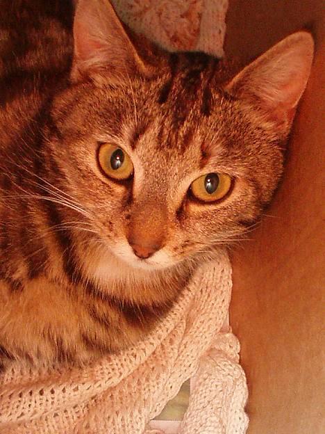 Blanding af racer Berta <,3  - Berta Den smukke kat <3   Som ung mor, ligger nede ved dine dejlige kilinger :)  Taget den 7 juni  2oo6 billede 1