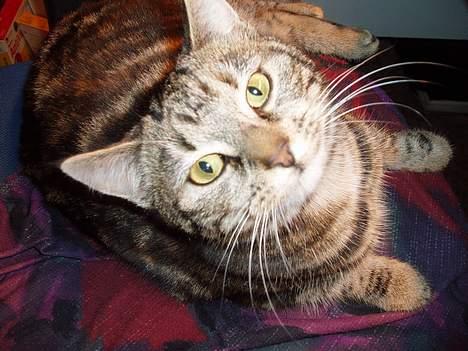 Blanding af racer Berta <,3  - En meget fin Kat er Berta.. 2oo6 billede 2