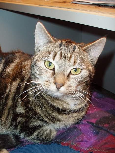 Blanding af racer Berta <,3  - Altså Tina, hvorfor tager du billeder af mig , ?? er jjeg Smuk . ?  billede 3