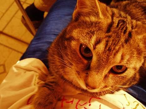 Blanding af racer Berta <,3  - Sødt Billede synes jeg .. hva synes i ? 2oo5  billede 5