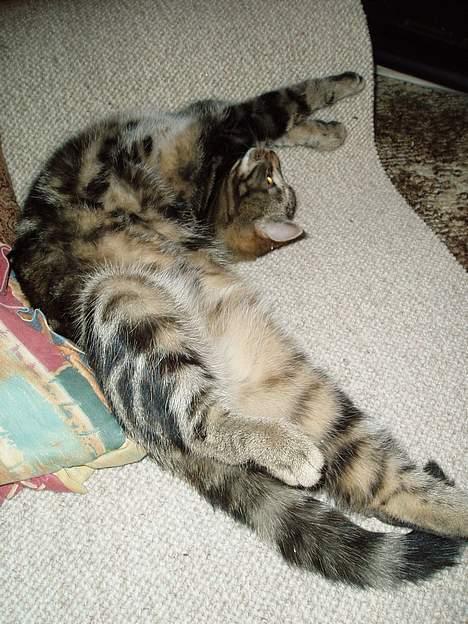 Blanding af racer Berta <,3  - hun strakker lige sig lidt :) 2oo6  billede 6