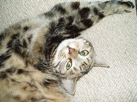 Blanding af racer Berta <,3  - Igen :) 2oo6  billede 7