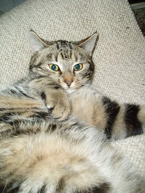 Blanding af racer Berta <,3  - Se min TYKKE mave :) 2oo6  billede 8