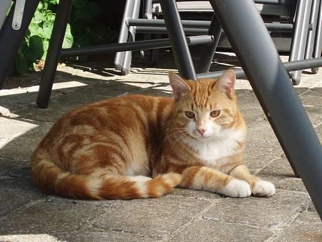 Huskat Garfield <,3 (gaffe)  - Det er Garfiled (Gaffe) mijn dejlige kat, elsker ham over alt på hele jorden . Den 5 Juni 2oo6 billede 1