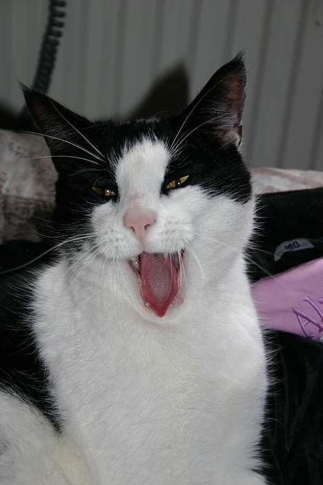 Blanding af racer Oskar billede 11