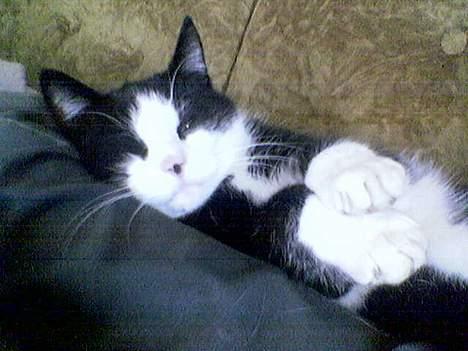 Blanding af racer <3 Adolf <3 - ligger og putter ved fars ben....det er sååå hyggeligt billede 8