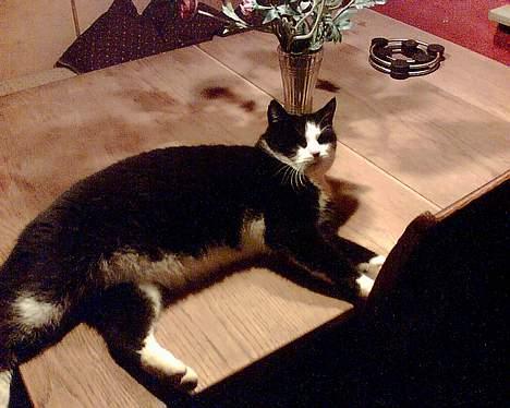 Blanding af racer <3 Adolf <3 - Du kan ikke se mig........ billede 10