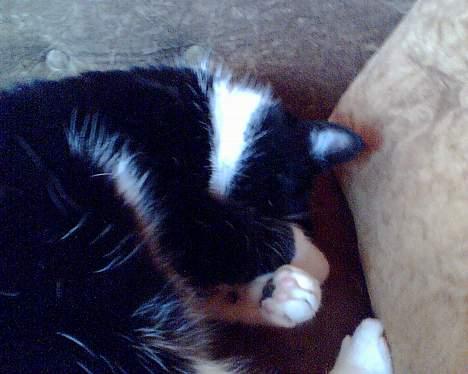 Blanding af racer <3 Adolf <3 - gemmer mig...... billede 11