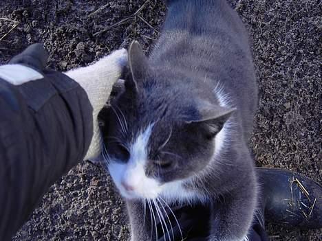 Blanding af racer Vesterbæks Stumbe billede 5