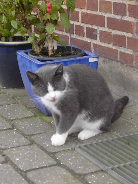 Blanding af racer Vesterbæks Stumbe billede 6