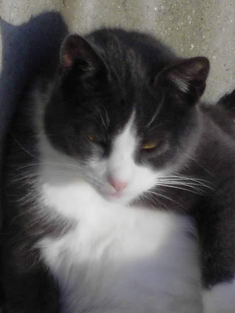 Blanding af racer Vesterbæks Stumbe billede 7